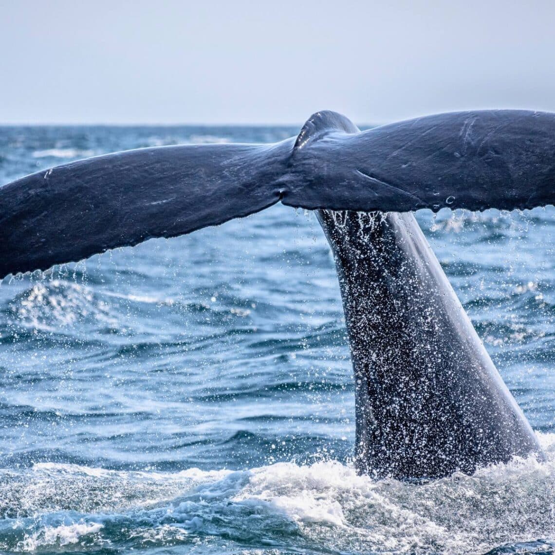 whale watching azores