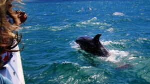 Blue Coast Portugal - dolphin watching